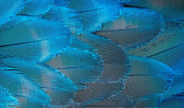 Référencement naturel (SEO) - Digital Impackt